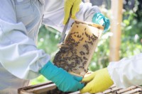 Apiculture - apiculteurs sortant un cadre en bois recouvert d'abeilles fabriquant du miel