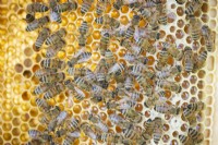 Nid d'abeille avec des abeilles