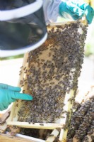 Apiculture - un apiculteur sortant un cadre en bois recouvert d'abeilles fabriquant du miel