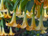 Brugmansia aborea 'Trompette de l'Ange' Octobre Norfolk