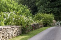 Mur en pierre des Cotswolds et roses décousues à Moor Wood, Gloucestershire