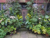 East Ruston Old Vicarage porte d'entrée et pot d'affichage Spotty Dotty Begonia luxurians Septembre Automne