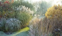 Graminées ornementales givrées au soleil dans les jardins Ellicar en hiver.