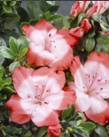 Fascination des rhododendrons, été juin