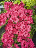 Rhododendron Helmut Vogel, été juin