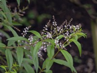 Aloysia triphylla - Verveine Citronnée Octobre Automne