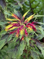 Amaranthus tricolor 'Joseph's Coat' Automne Septembre