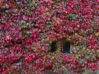 Fenêtre couverte de Parthenocissus quinquefolia - vigne vierge sur le mur de la maison