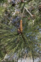Pinus ponderosa aux jardins botaniques de Birmingham, avril
