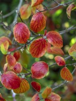 Viburnum carlesii 'Diane' feuilles en automne octobre