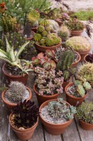 Exposition de cactus et de plantes succulentes à l'extérieur pour l'été à Terstan en septembre
