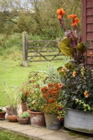 Aménagement de pots dans un jardin champêtre planté de plantes à fleurs orange dont cannas, dahlias et Calceolaria integrifolia 'Kentish Hero' en septembre