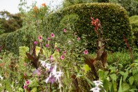 Anisodontea 'El Rayo' parmi des plantes exotiques dans un jardin de septembre