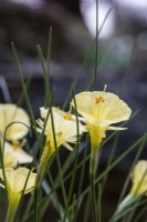 Narcissus romieuxii - narcisse jupon cerceau - janvier