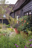 Collection de pots en terre cuite à l'extérieur devant une grange noire avec jardin de gravier. Les plantes comprennent - Dahlia 'Totally Tangerine'; D. 'PoppyScotland'; Oléa; Salvia 'Nachtlulinder'; S. 'Amistad'