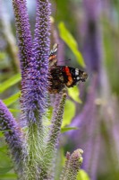 Papillon amiral rouge se nourrissant de Veronicastrum Virginicum 'Fascination'