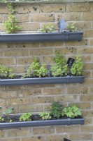 Tuyaux d'évacuation utilisés pour cultiver des herbes verticalement sur un mur de briques dans les jardins botaniques et les serres de Birmingham