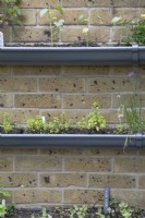 Tuyaux d'évacuation utilisés pour cultiver des herbes verticalement sur un mur de briques dans les jardins botaniques et les serres de Birmingham