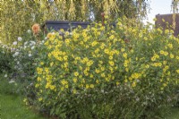 Helianthus 'Lemon Queen' dans un parterre de fleurs avec des Dahlias et des Gaura