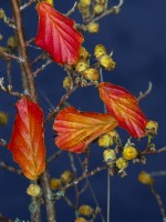 Feuilles d'automne et fruits d'Hamamelis vernalis Amethyst octobre
