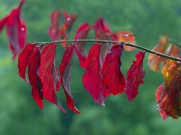 Parrotia persica - Bois de fer persan - détail des feuilles en octobre automne