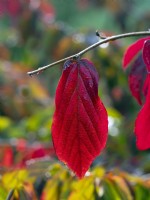 Parrotia persica - Bois de fer persan - détail des feuilles en octobre automne