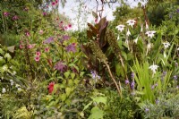 Parterre de plantes exotiques, notamment Acidanthera murielae, ricinus et Anisodontea à fleurs roses 'El Rayo' en septembre