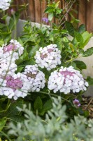 Hortensia macrophylla 'Lilacina Mariesii'