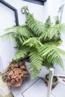 Fougère et Heuchère sur un petit patio en carrelage de pierre