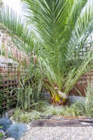 Grand palmier dans un coin de jardin planté de Phormiums et de graminées ornementales