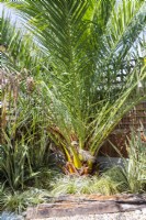 Grand palmier dans un coin de jardin planté de Phormiums et de graminées ornementales