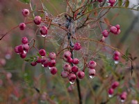 Baies de Sorbus pseudohupehensis 'Pink Pagoda' en automne