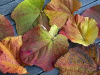 Feuilles tombées de Vitis coignetiae - Crimson Glory Vine en automne mi-octobre