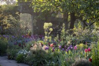 Tulipes mélangées, 'Blue Amiable', 'Reine de la nuit' et 'Dordogne' dans un parterre de fleurs avec des myosotis, des euphorbes et des angéliques, printemps, parterre de fleurs du jardin du chalet au Manoir de Gravetye