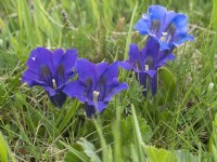 Gentiana acaulis - Gentiane trompette poussant dans un pré alpin