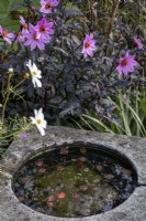 Dahlia 'Magenta Star' et Cosmos bipinnatus 'Purity' au-dessus d'un petit étang avec des nénuphars miniatures