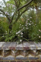 La Garde des Paysages Nurture. Créatrice : Sarah Price. Un jardin utilisant des matériaux bas carbone. Mur réalisé avec des briques artisanales à faible teneur en carbone. Rosa 'Arvensis'. Mai. Été.