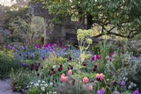 Parterres de tulipes avec Tulipa 'Dordogne', 'Blue Amiable' et 'Queen of the Night' mélangés à Angelica archangelica dans les parterres de printemps du Gravetye Manor