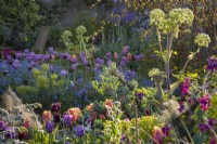Tulipes mixtes, 'Bleu Amiable', 'Reine de la Nuit' et 'Dordogne' dans un parterre de fleurs avec myosotis et angélique, début de l'été, parterre de fleurs du jardin du cottage