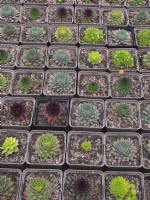 Sempervivums à vendre dans une jardinerie Octobre Automne