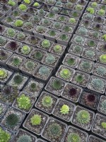 Sempervivums à vendre dans une jardinerie Octobre Automne