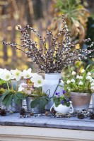 Arrangement du début du printemps avec un bouquet de saule dans une baratte à lait, Leucojum aestivum, Helleborus niger et odorus et Viola odorata.