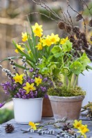 Helleborus odorus en pot en terre cuite et bouquet printanier contenant du Narcisse 'Tête à tête', de la bruyère et du saule.