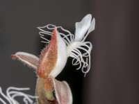 Fleur d'orchidée Anoectochilus Jewel
