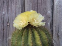 Parodia magnifica - Cactus ballon avec des fleurs jaunes sur le dessus