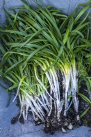 Hyacinthoides hispanica, la jacinthe espagnole, déterrée dans le jardin pour être jetée