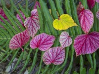 Begonia grandis evansiana quitte novembre