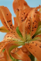 Lilium 'À voir absolument' Lys hybride asiatique double sans pollen juin
