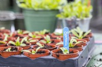 Plants de betterave aux épinards « Épinards perpétuels » en petits pots