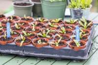 Plants de betterave aux épinards « Épinards perpétuels » en petits pots